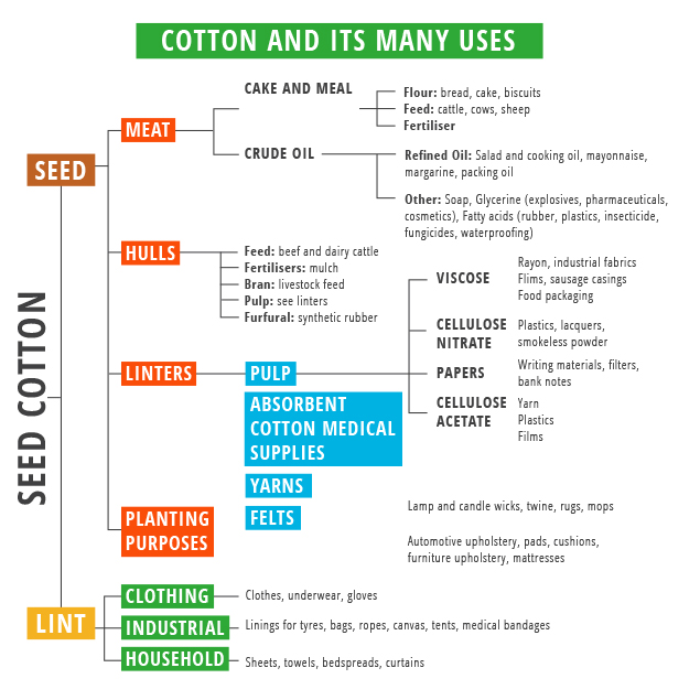 About Cotton Did you know? Cotton SA