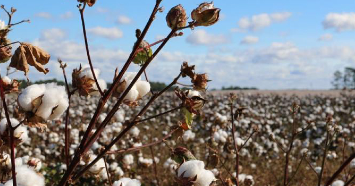 Diversifying Africa's cotton production can provide a boost