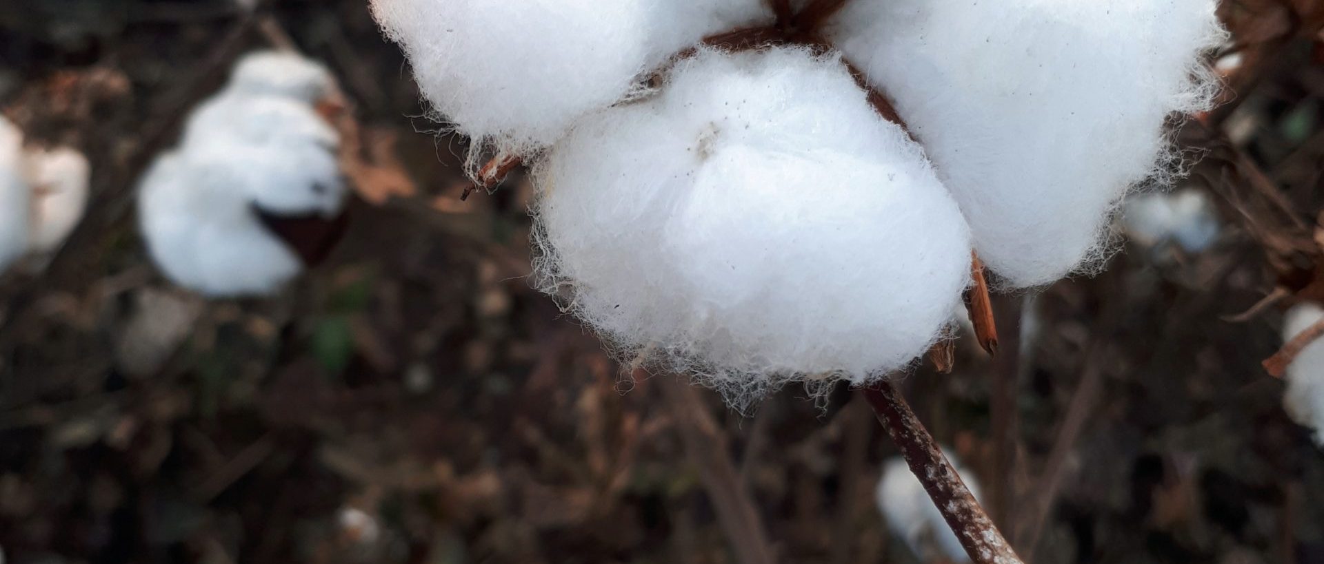 Cotton Facts Cotton SA